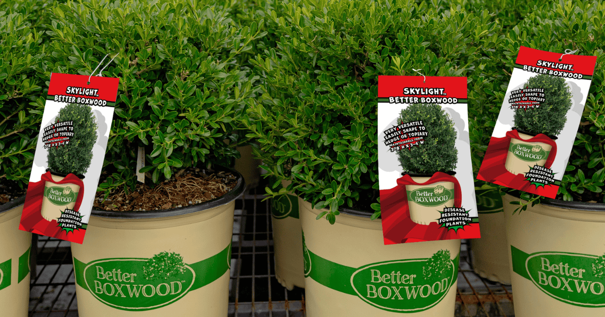 Pots of Better Boxwood plants on display, each with a red tag featuring planting information.