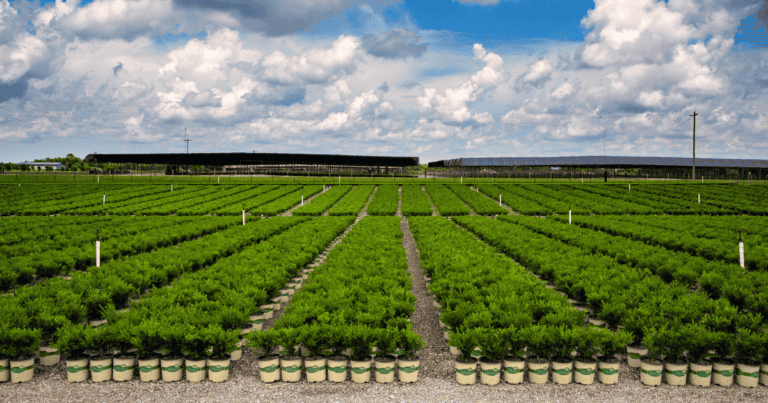 field of Better Boxwood on the nursery