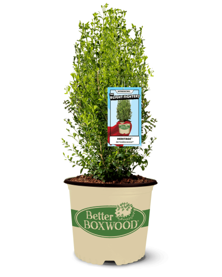 Better Boxwood Heritage in a pot