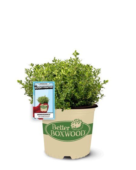 Boxwood_Better_Boxwood_Renaissance_Clipped_w-tag.png