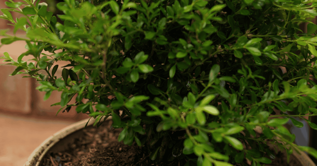 A close-up of a healthy green potted plant with small leaves, set against a blurred brick backdrop.