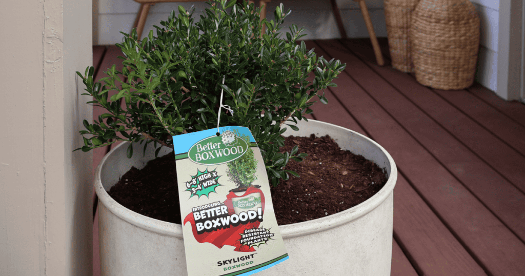 A potted boxwood plant with a tag reading "Better Boxwood!" placed on a deck.